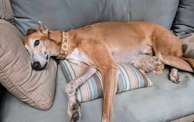 Greyhound