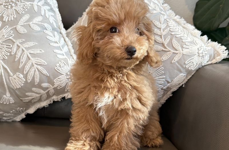 Poodle