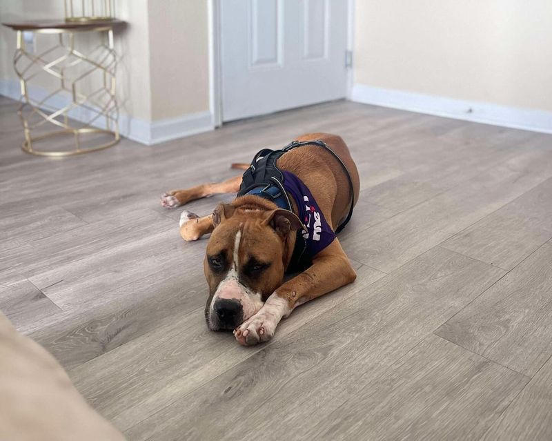 Boxer