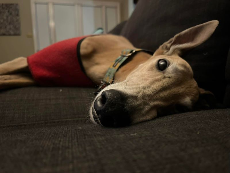 Greyhound