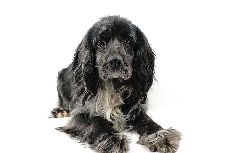 Cocker Spaniel