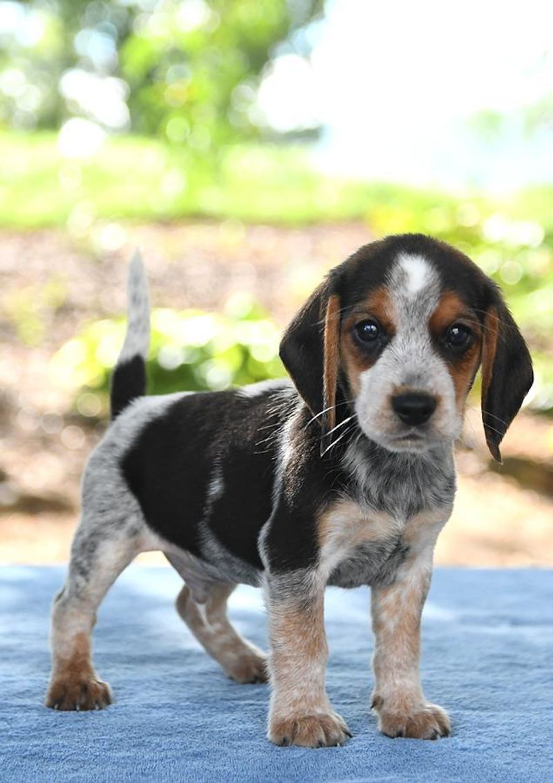 Beagle