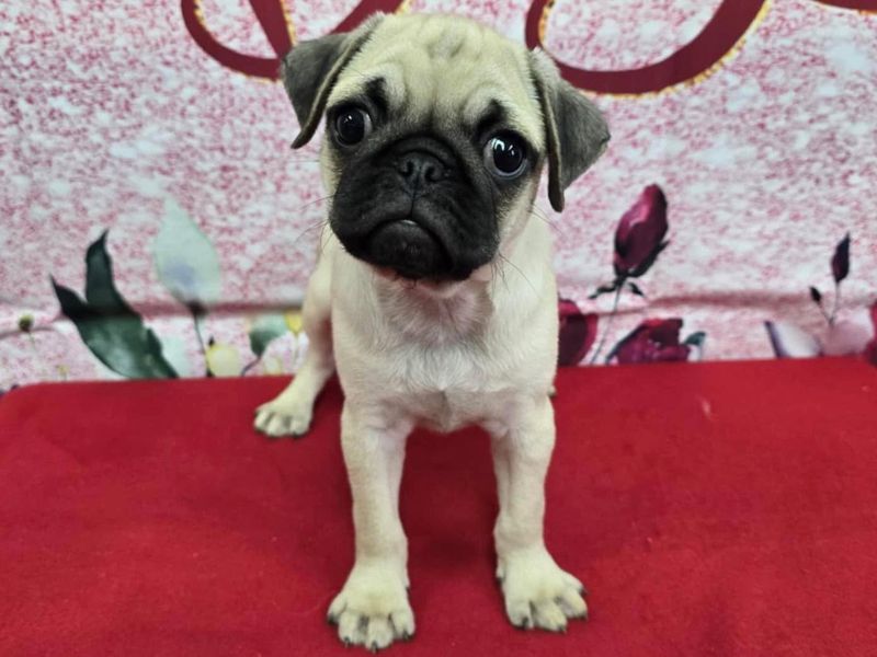 Pug
