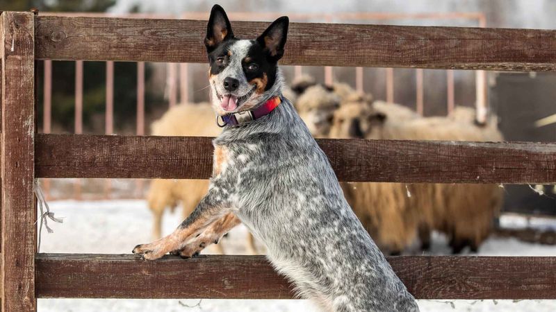Australian Cattle Dog - Underrated