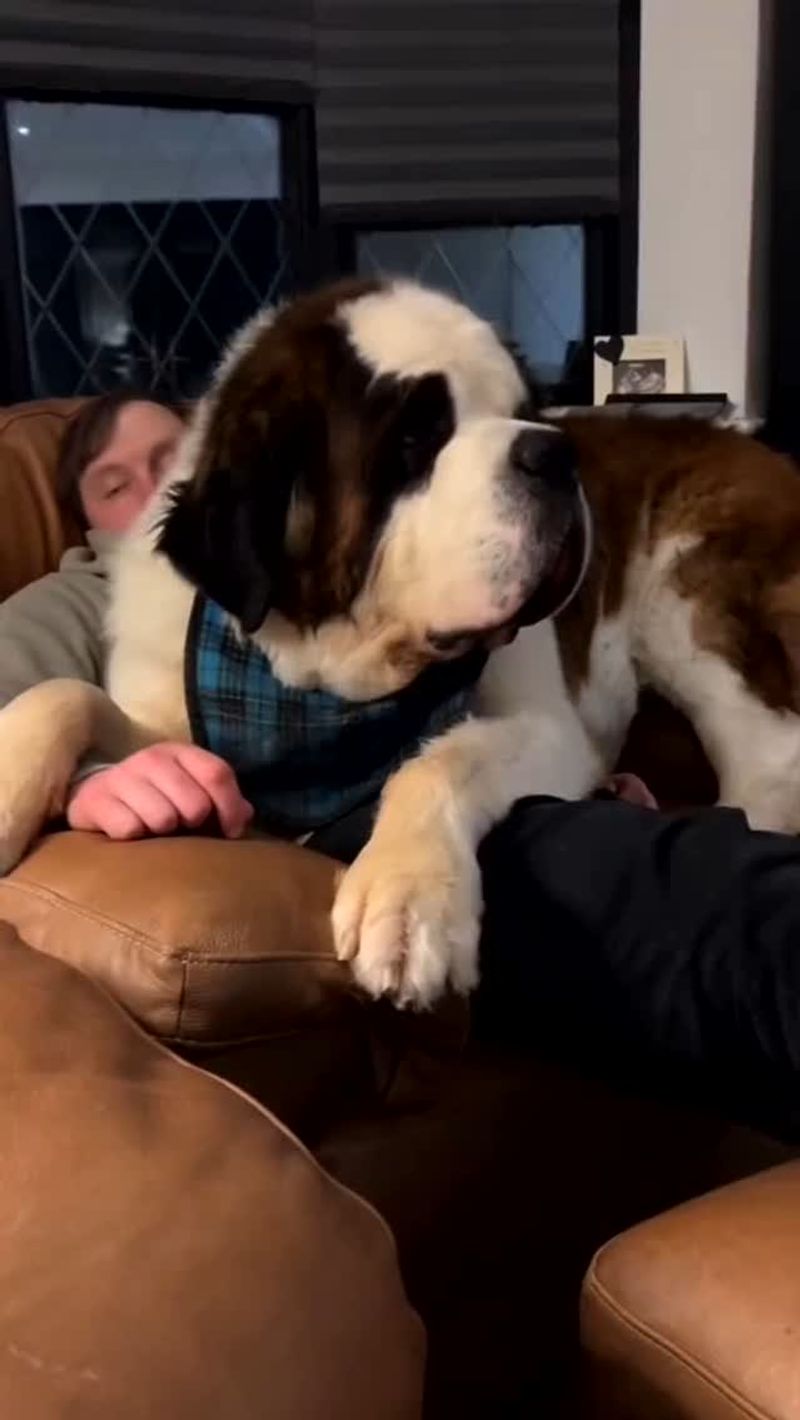 Saint Bernard