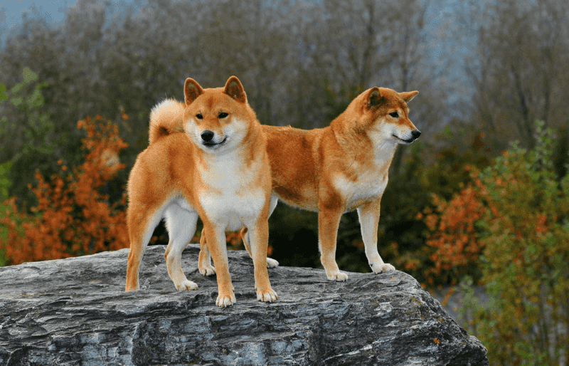 Shiba Inu