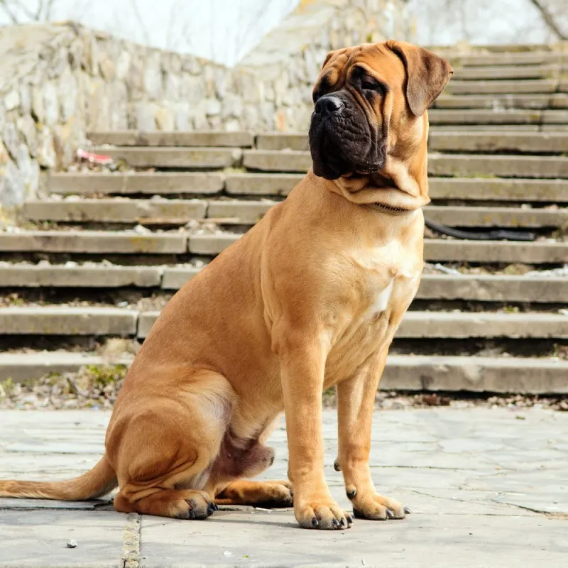 Bullmastiff