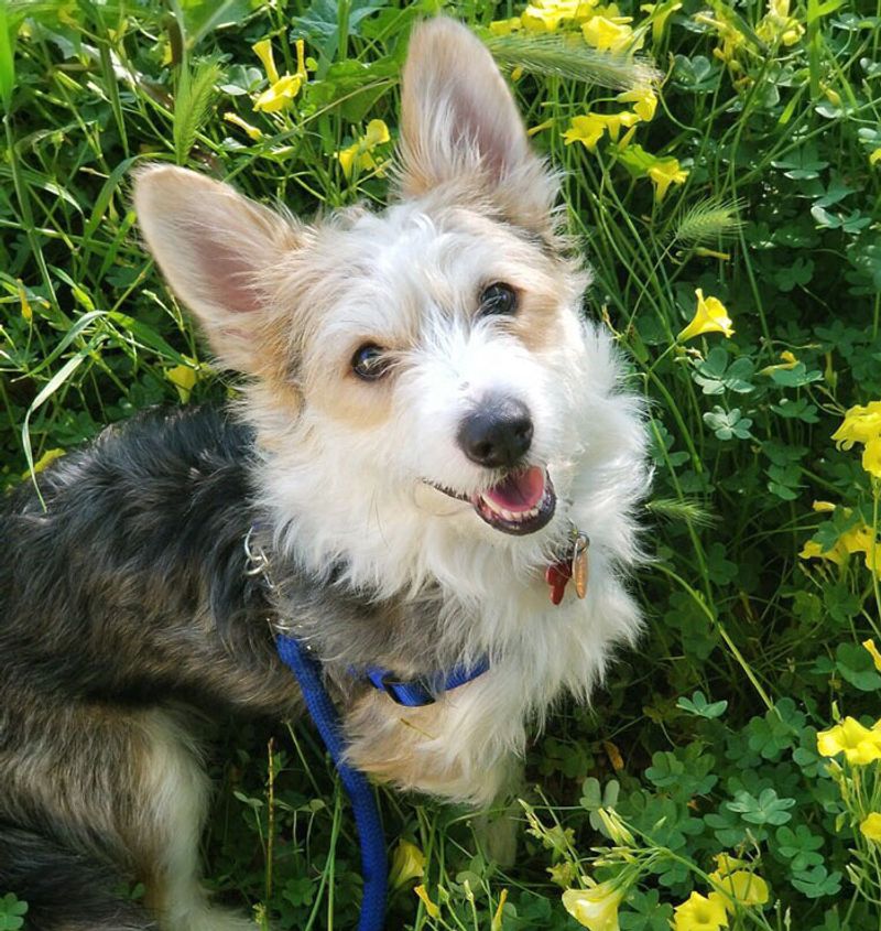 Corgipoo