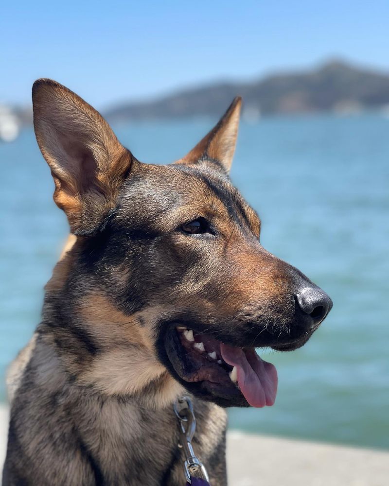 Kunming Wolfdog