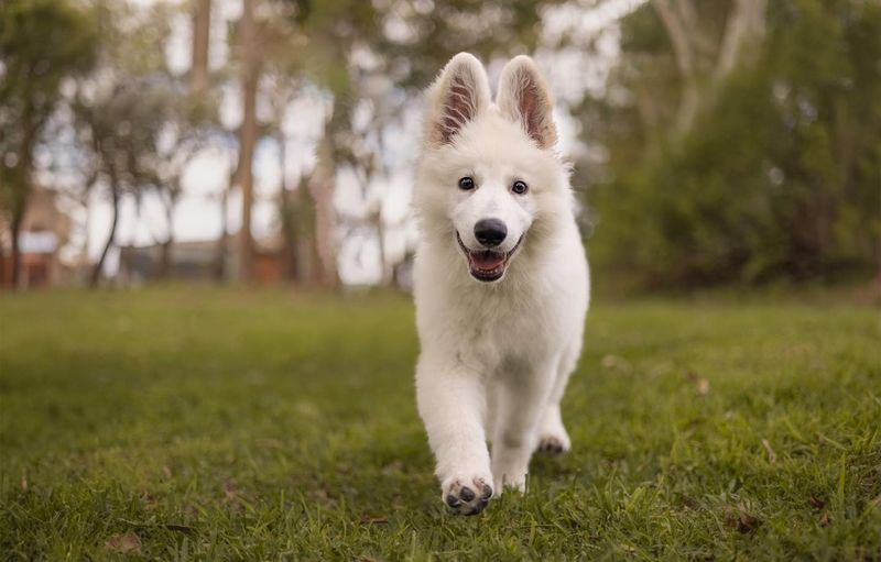 White Shepherd