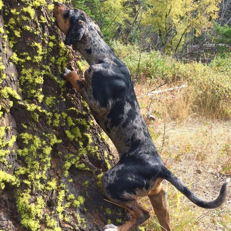 Catahoula Leopard Dog
