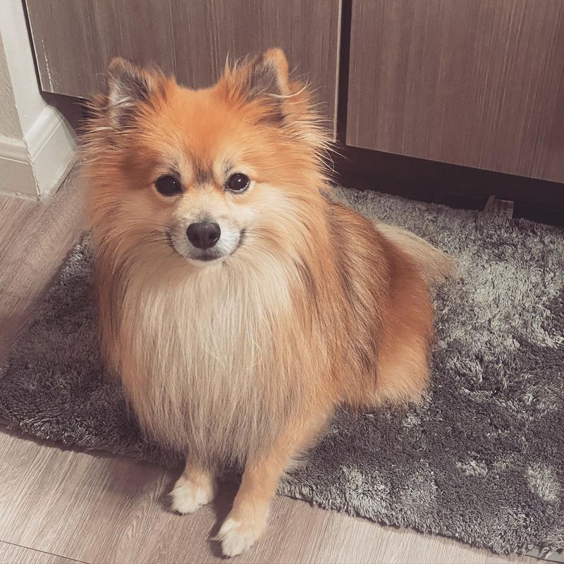 Pomeranian