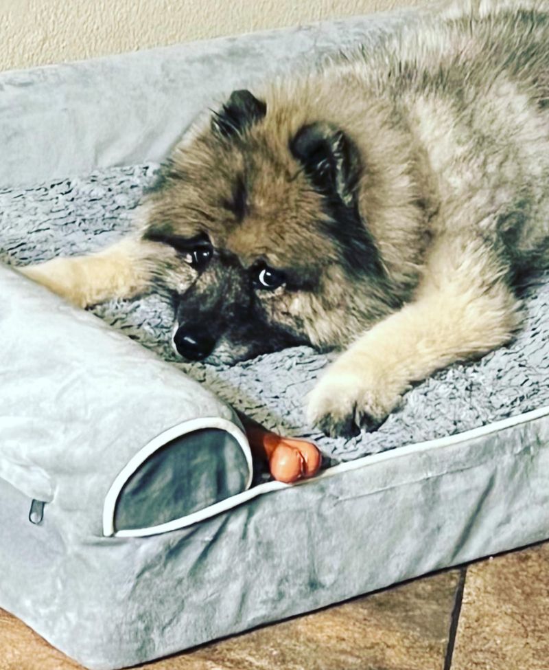 Keeshond
