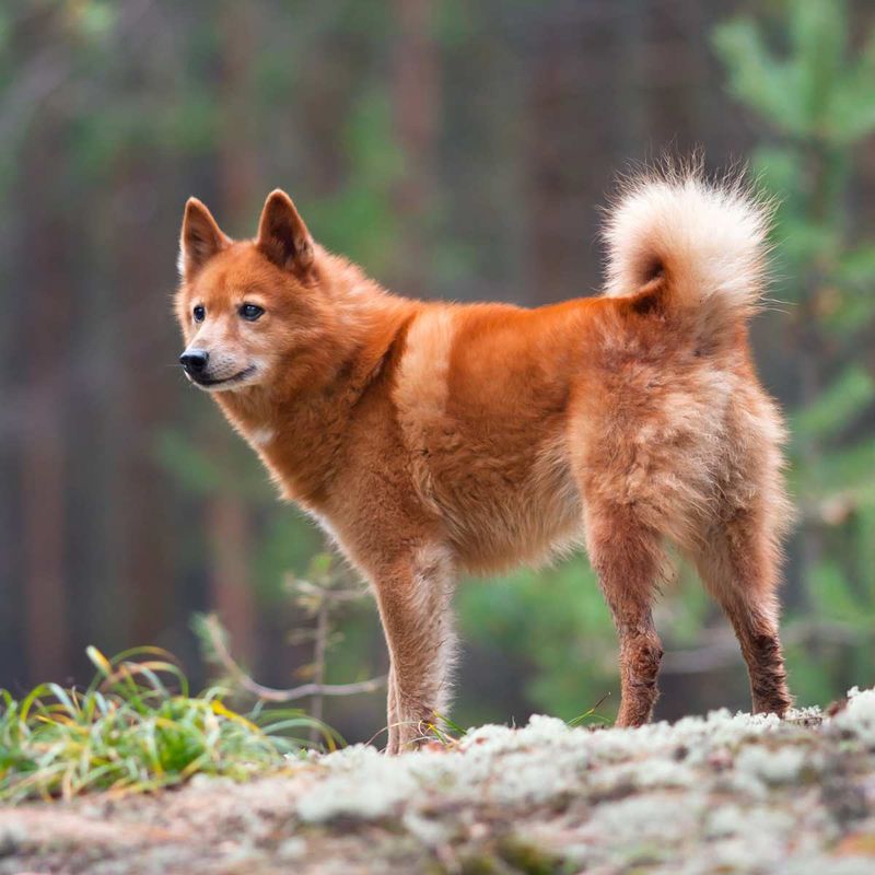 Finnish Spitz