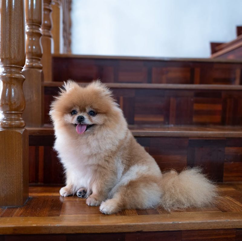 Pomeranian