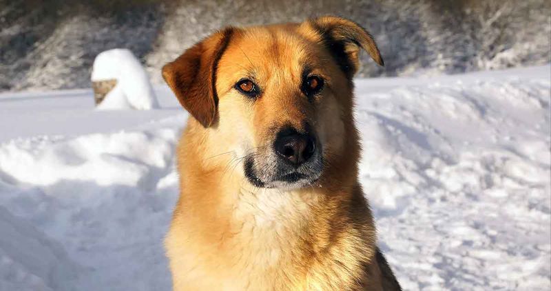 Chinook