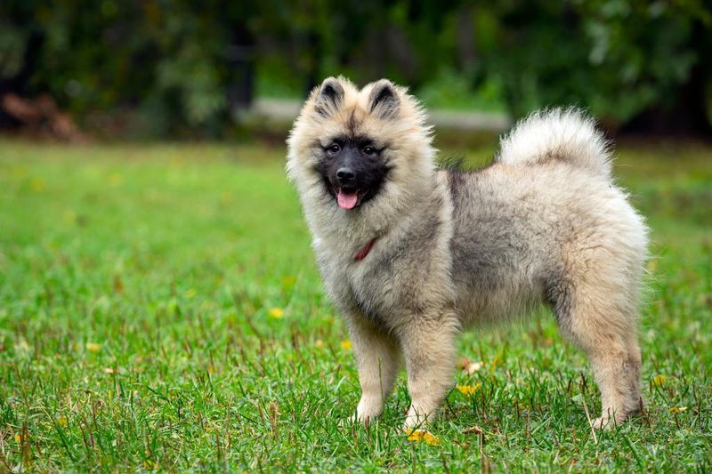 Keeshond