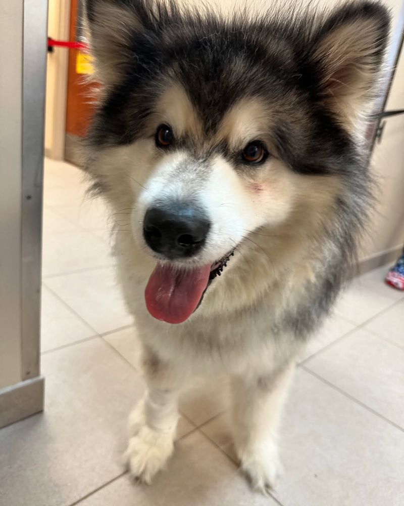 Alaskan Malamute