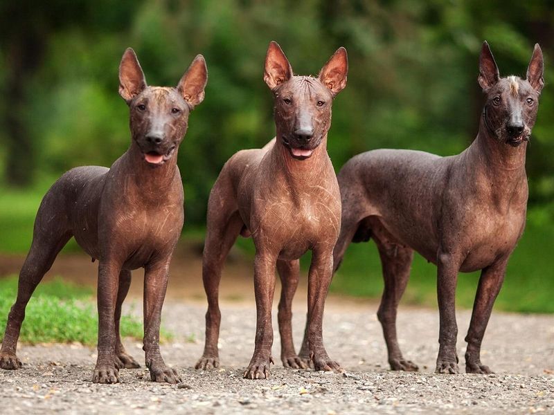 Xoloitzcuintli