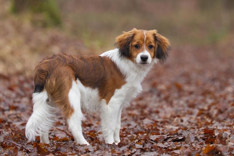 Kooikerhondje
