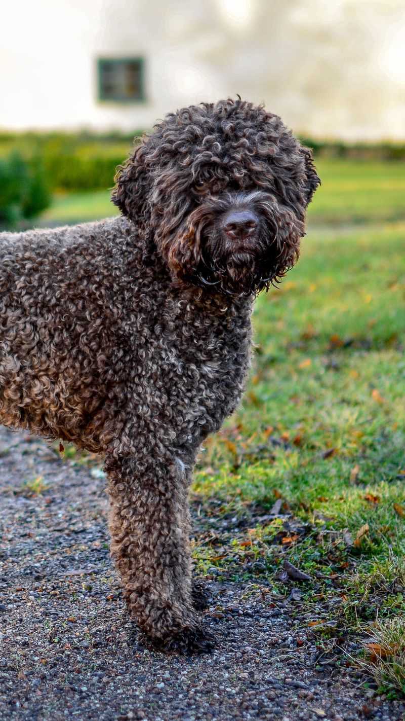 Lagotto Romagnolo
