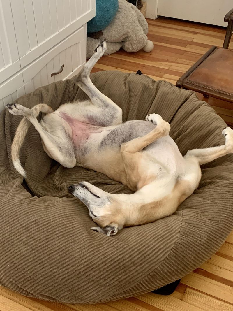 Lying Belly Up