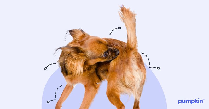 Skipping Flea and Tick Prevention
