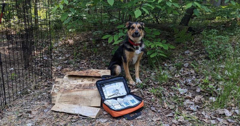 Safety: Dog First Aid Kit