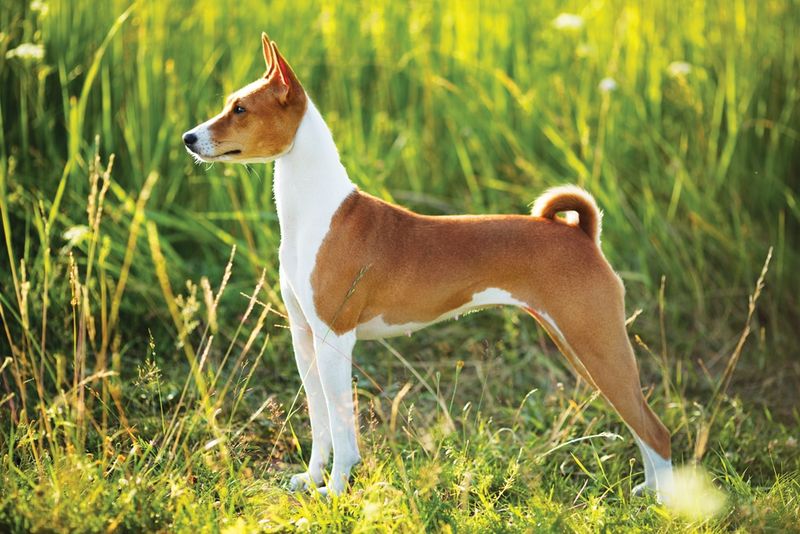 Basenji