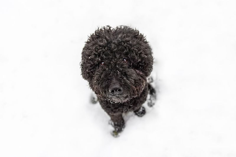 Barbet