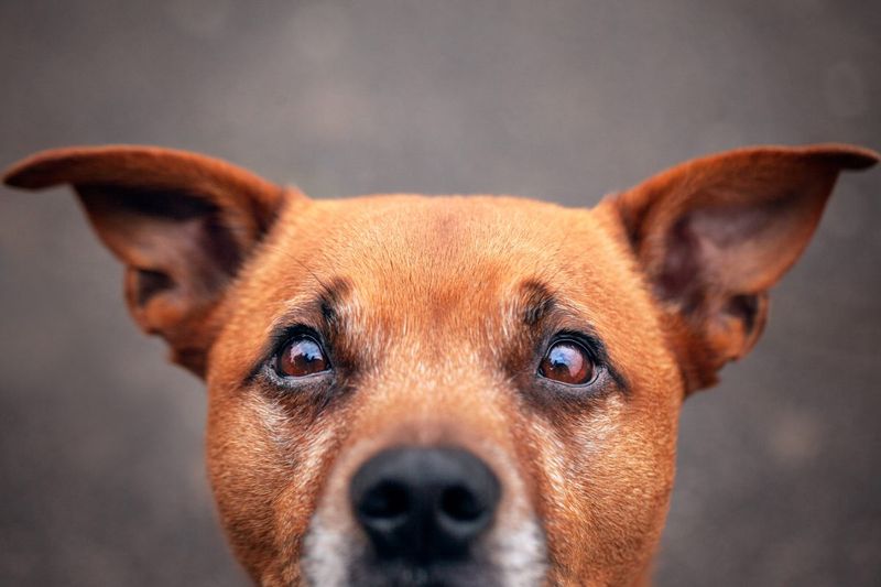 Ear Perking