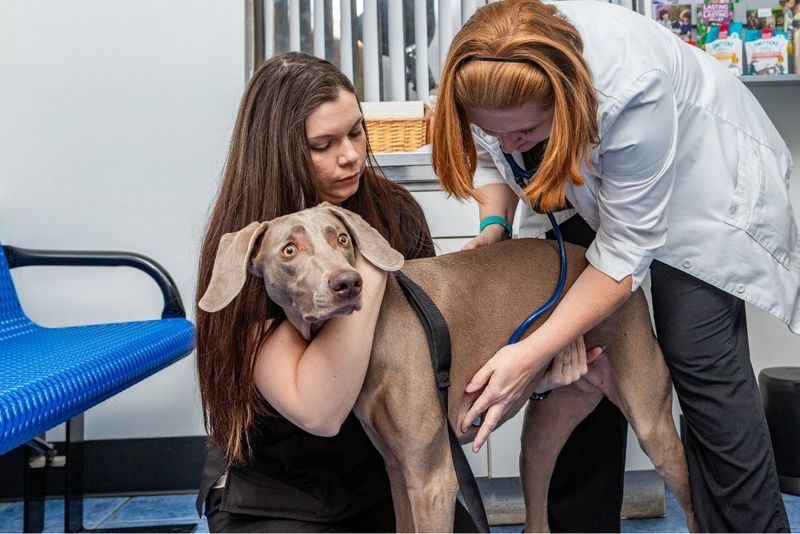 Regular Veterinary Checkups