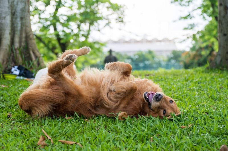 Rolling Over