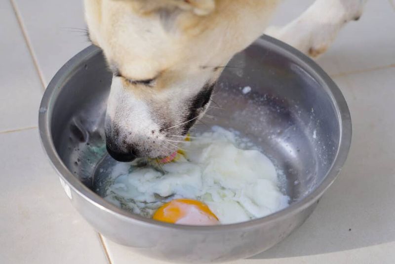 Eggs