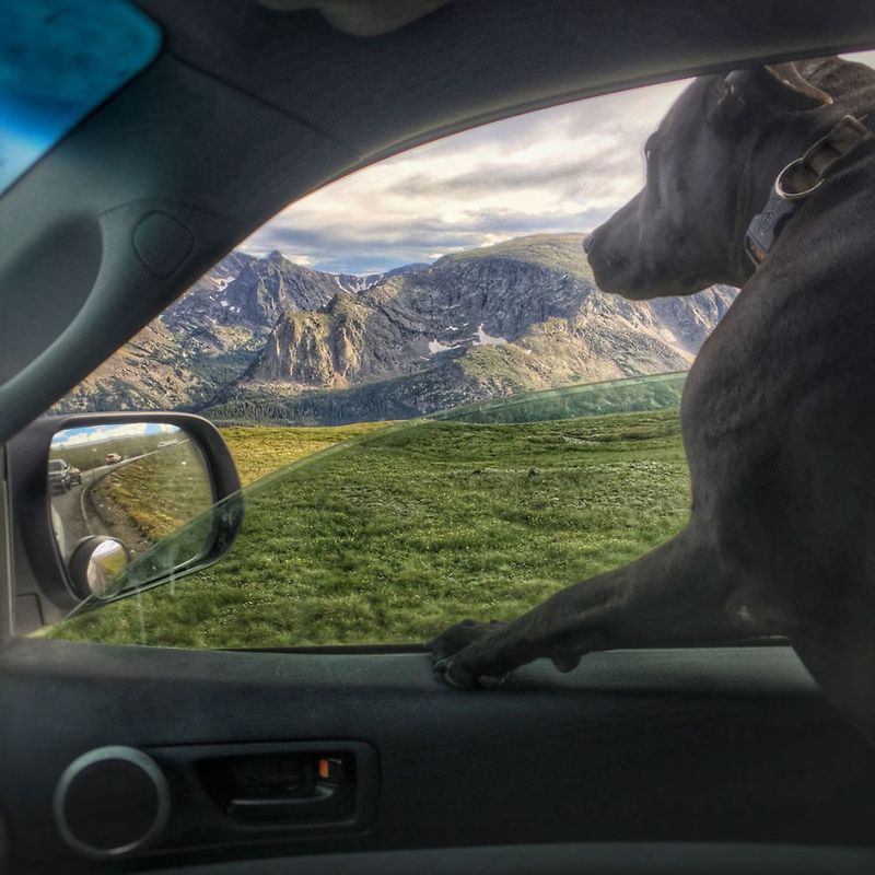 Dog-Friendly Road Trip