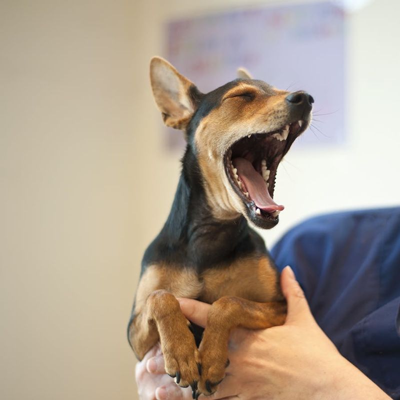 Understanding Canine Body Language