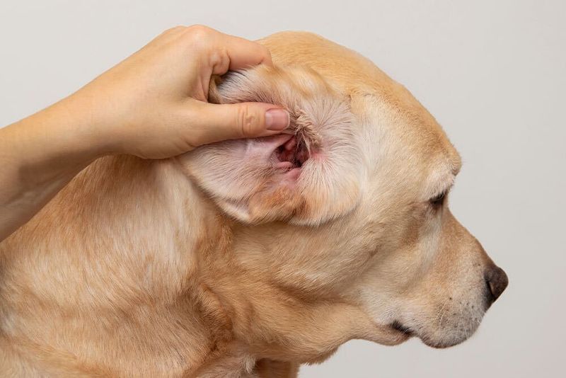 Ear Infections