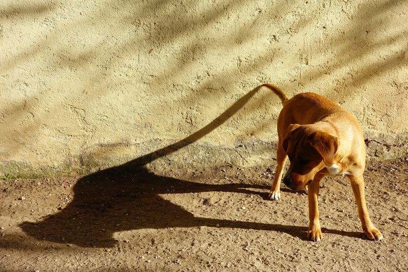 Excessive Barking at Shadows