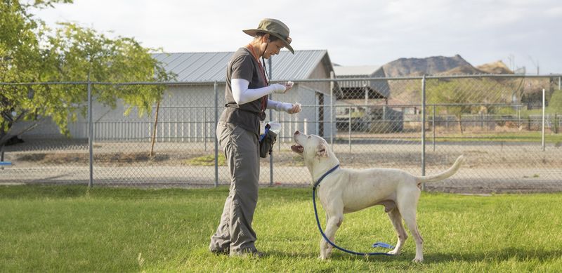 Attend Obedience Classes