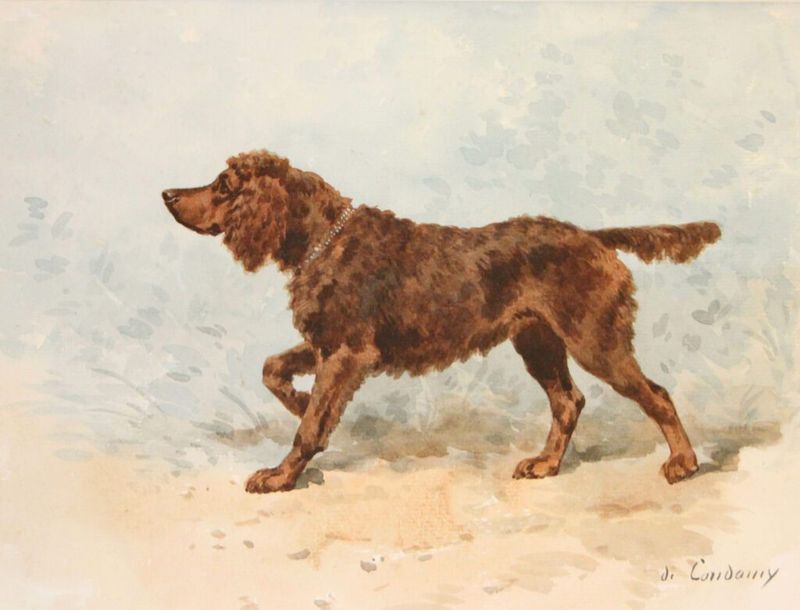 Tweed Water Spaniel