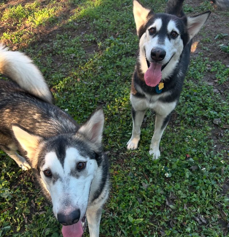 Alaskan Malamute