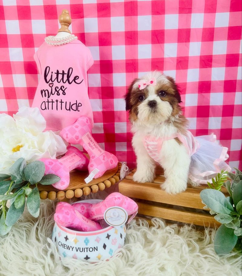 Shih Tzu