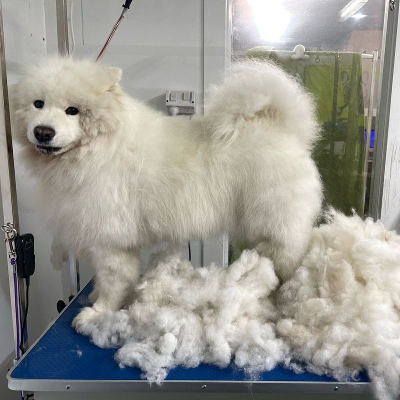 Samoyed