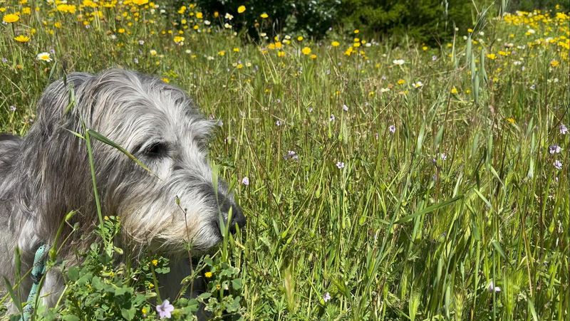 Irish Wolfhound