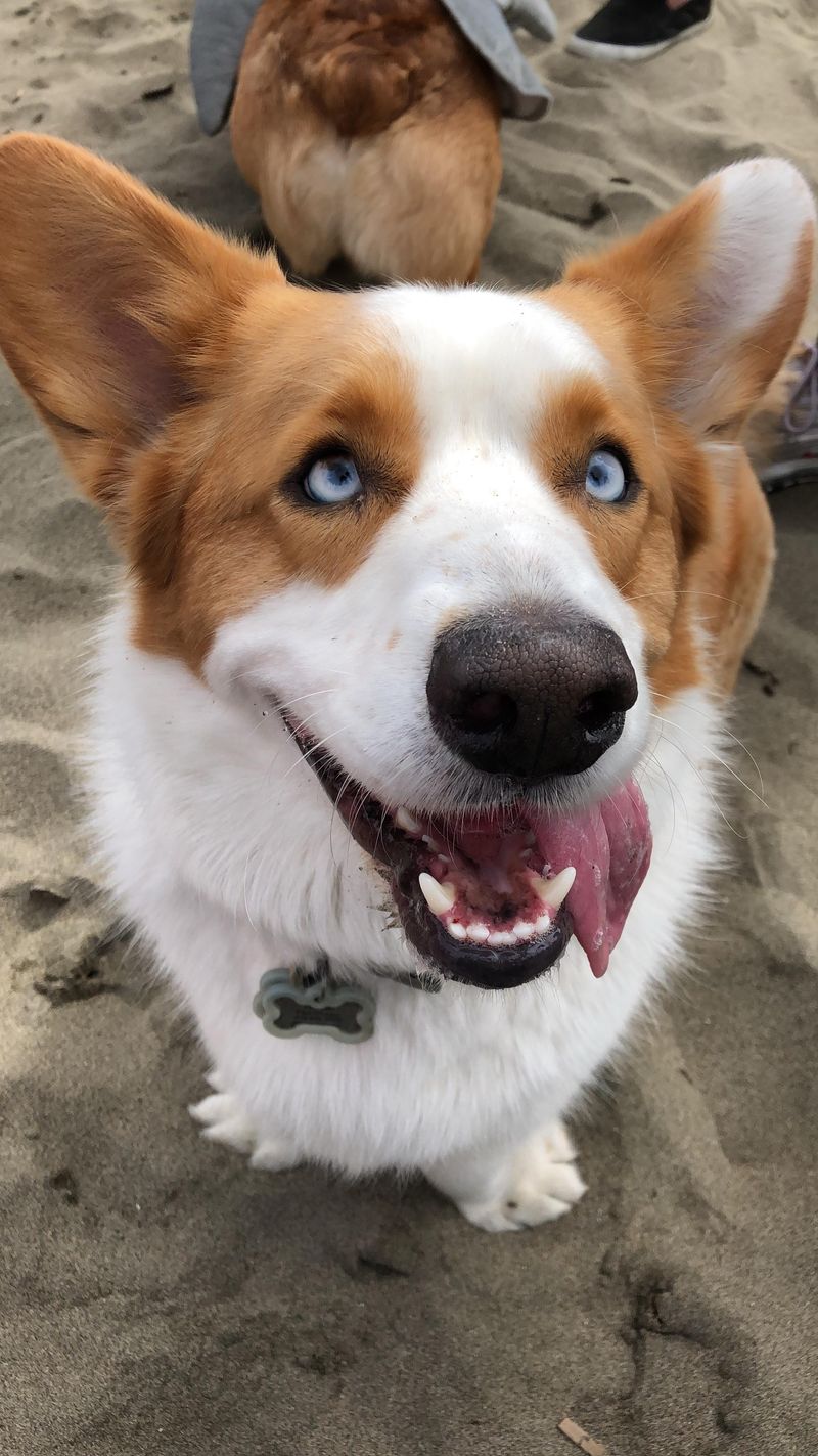 Cardigan Welsh Corgi
