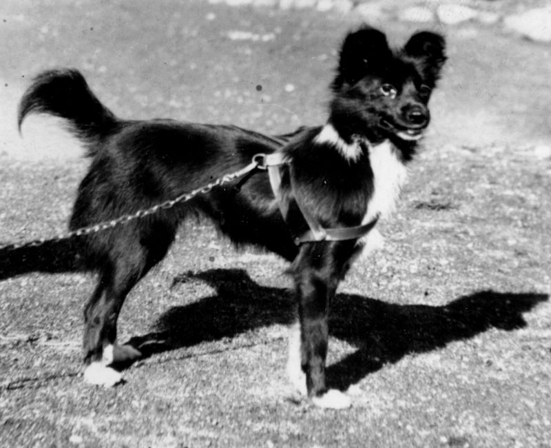Tahltan Bear Dog