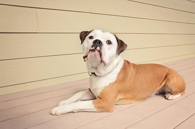 Victorian Bulldog
