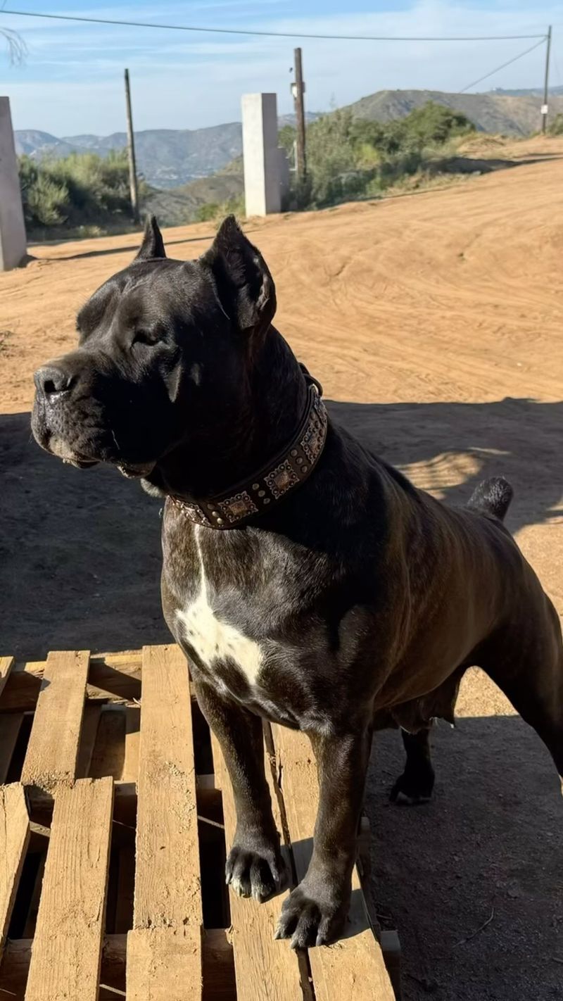 Ambullneo Mastiff