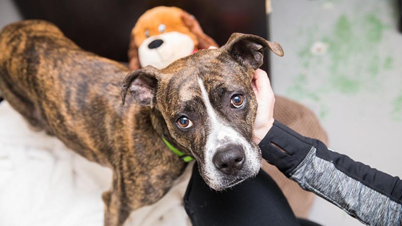 Heartworm-Positive Dogs