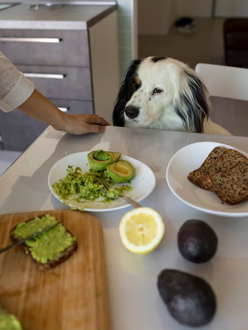 Avocado